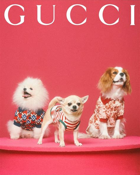 gucci 寵物配飾|Gucci推出嶄新Pet Collection寵物系列為貓狗設計摩登配飾，讓每 .